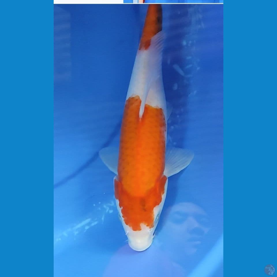 Original kohaku hitam setitik 30 cm FM