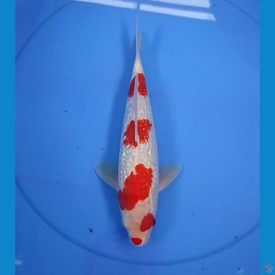 kohaku 30cm