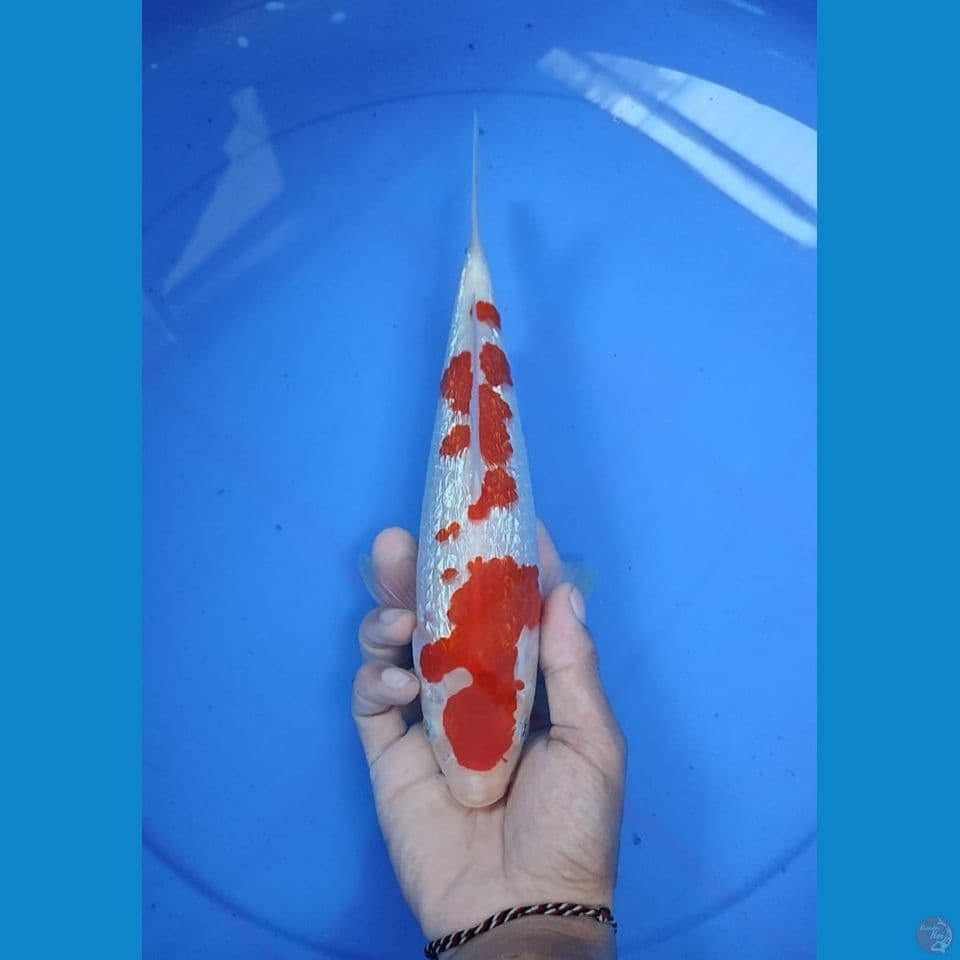kohaku 29cm