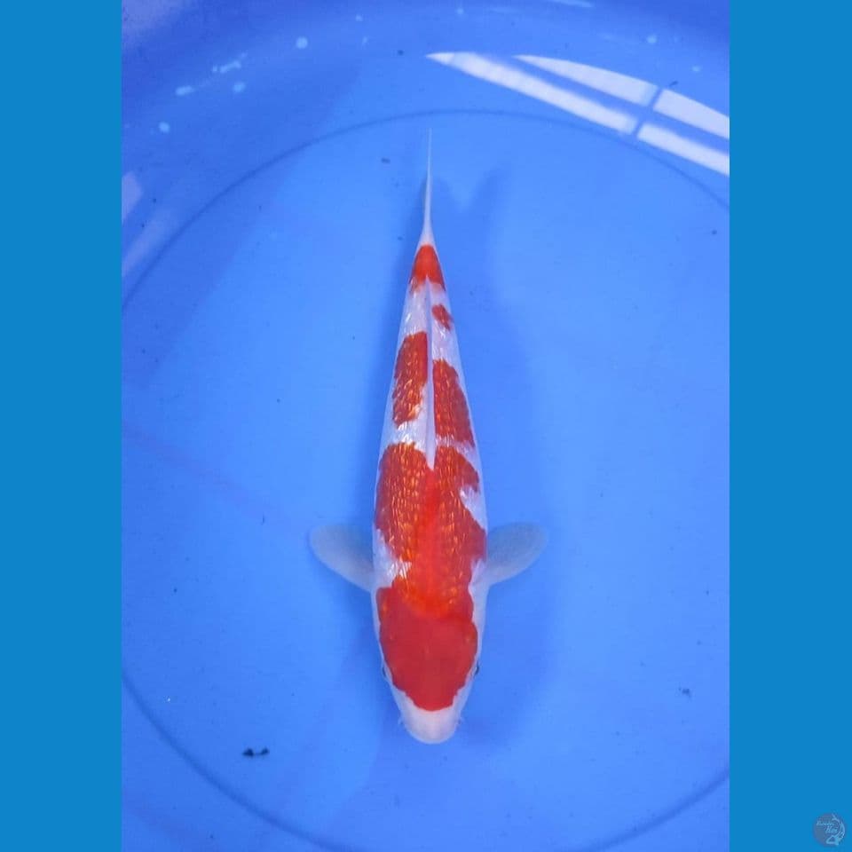 kohaku 31cm