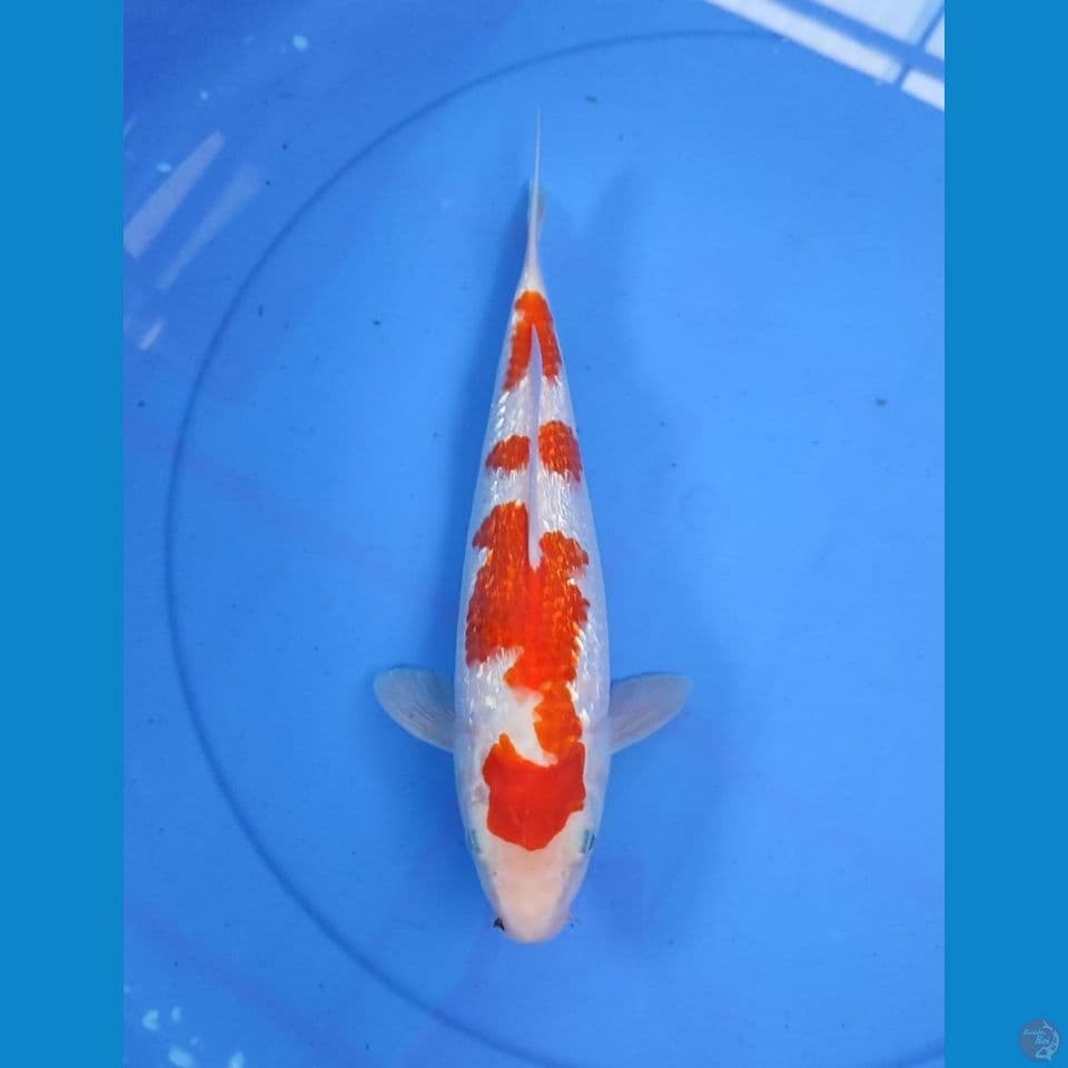 kohaku 30cm