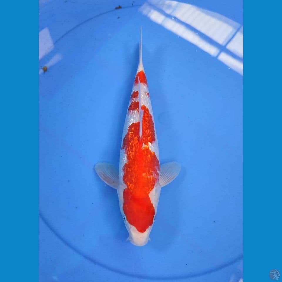 kohaku 30cm