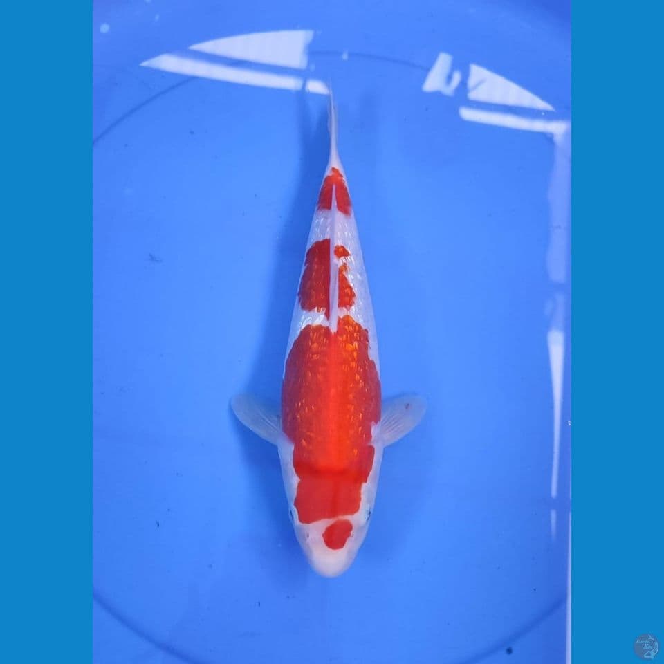 kohaku 31cm