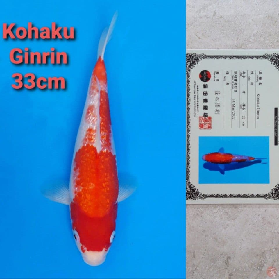 SHINODA KOHAKU GINRIN 33CM SERTI
