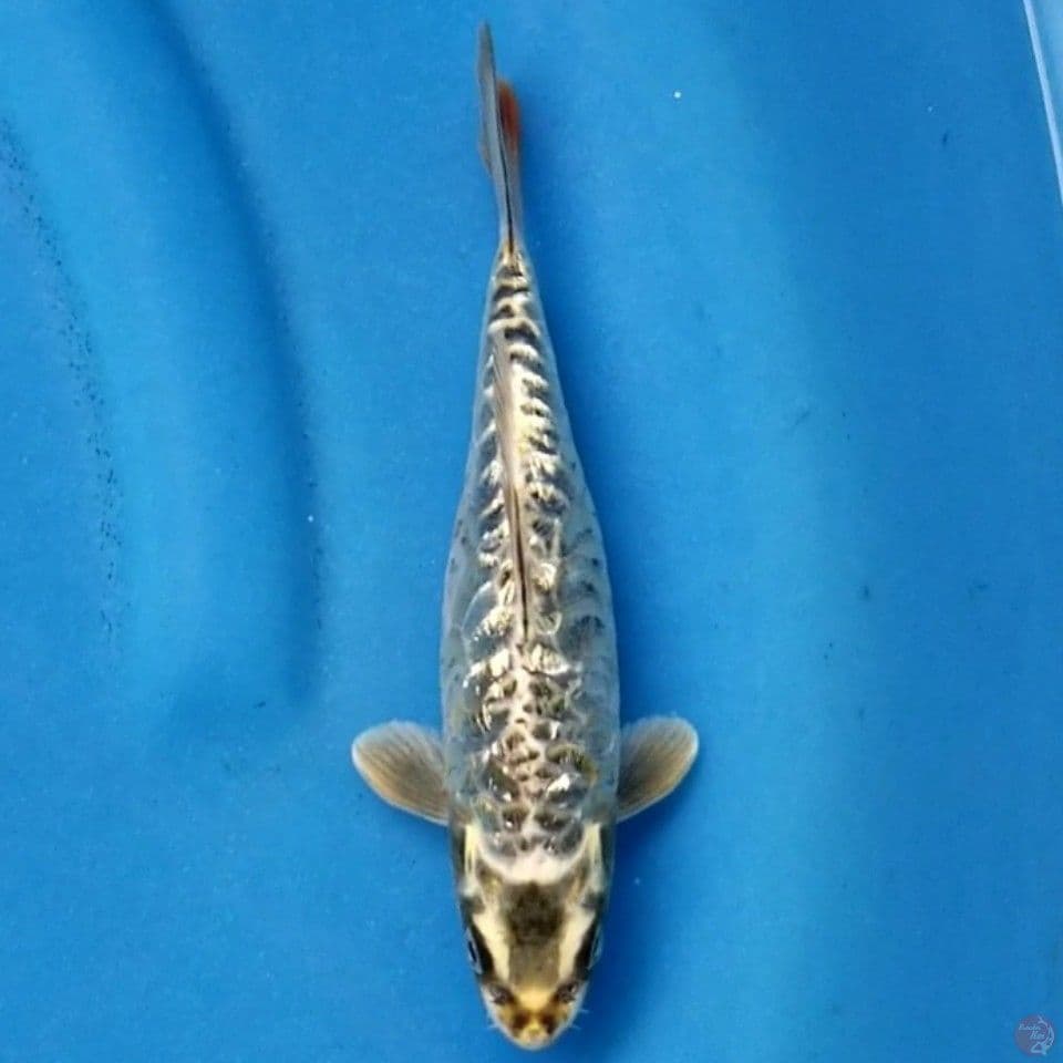 ARAGOKE GINRIN 19 CM