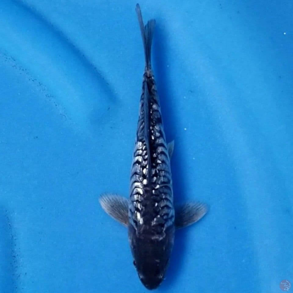 ARAGOKE GINRIN 19 CM