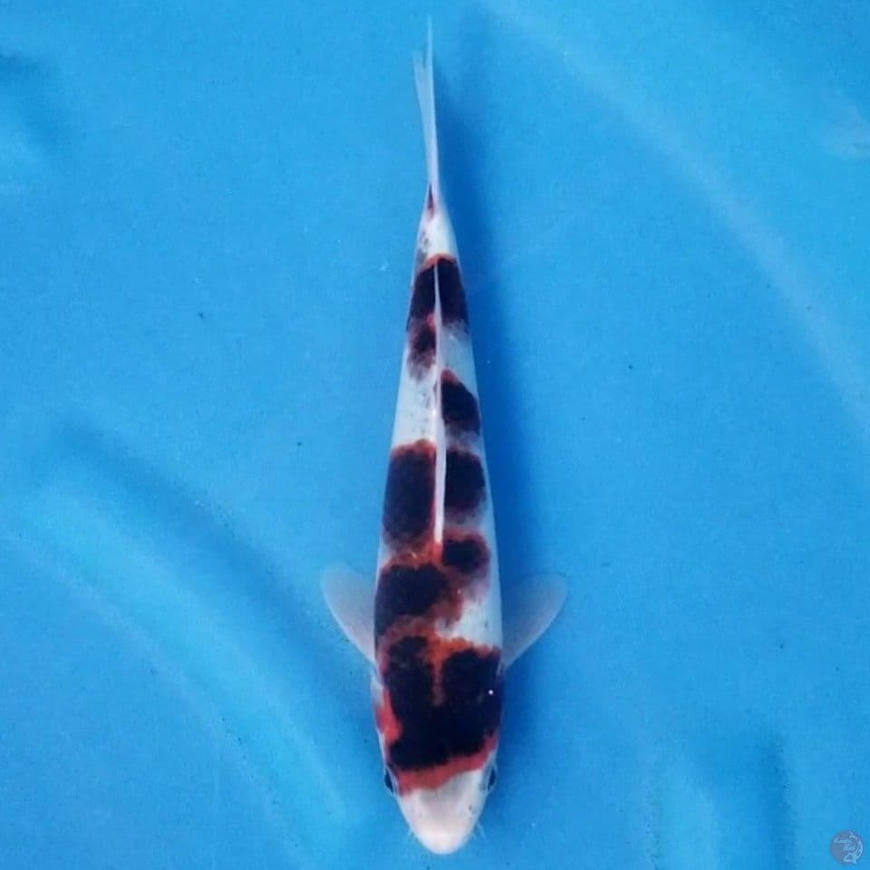 GOROMO 24 CM