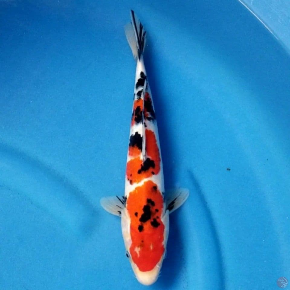 SANKE 28 CM