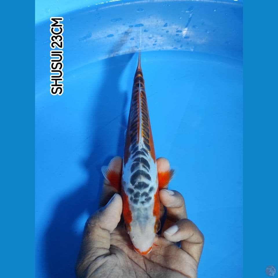 HI SHUSUI 23CM