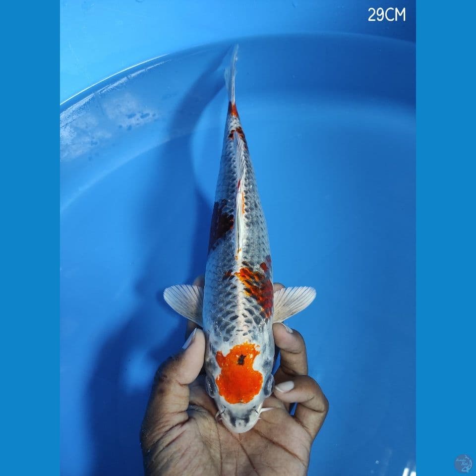 GINGGA 29CM