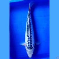 shusui 42 cm