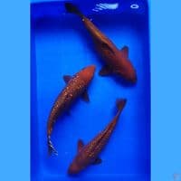 chagoi 33.35 cm
