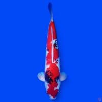 showa 45 cm