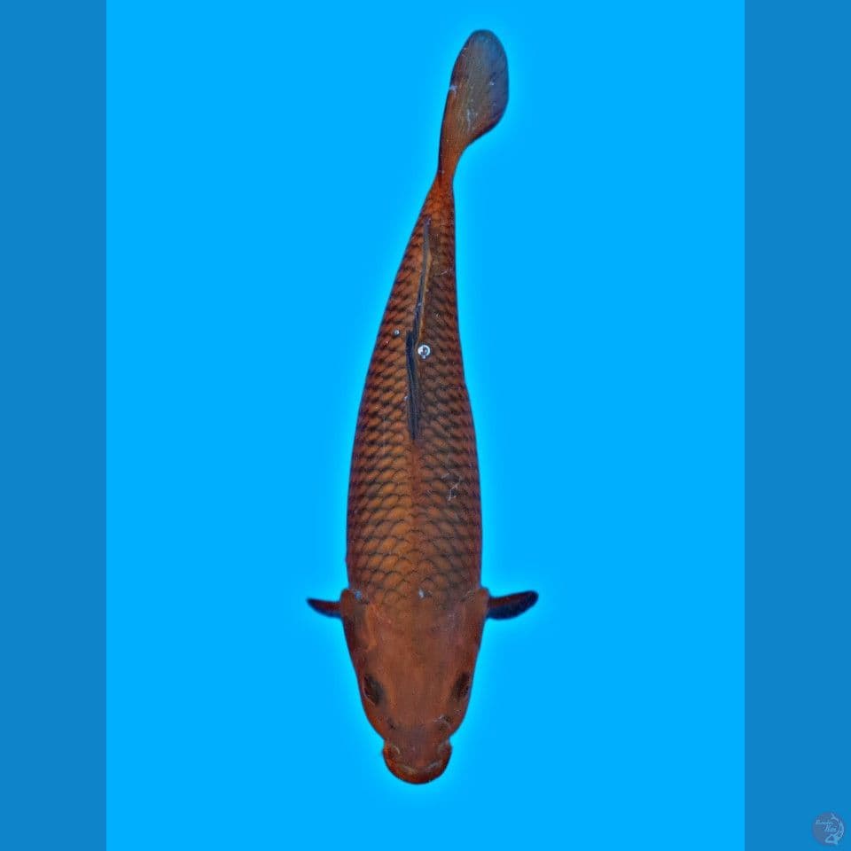 Tembaga 35cm