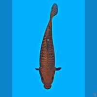 Tembaga 35cm