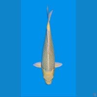 kin matsuba 30BU