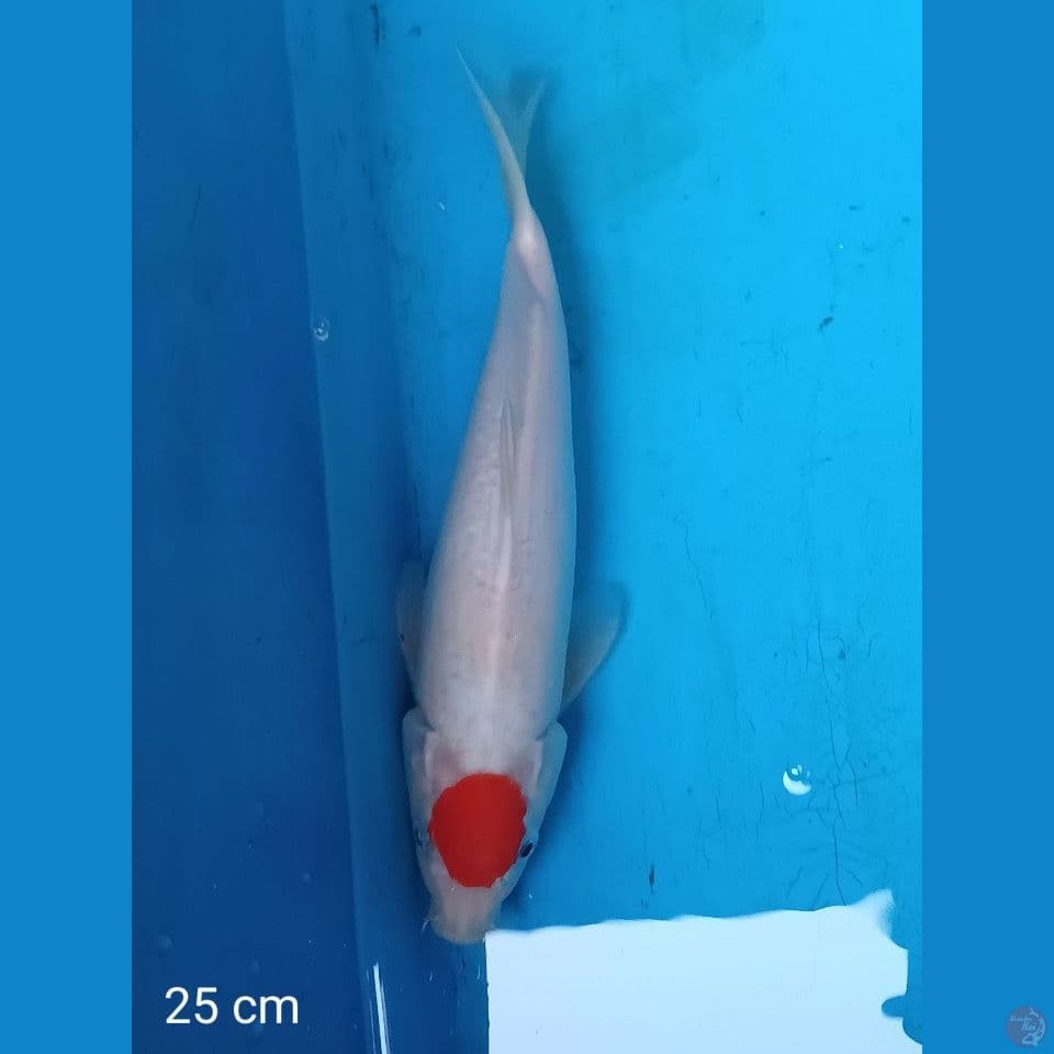 tanco 25 cm