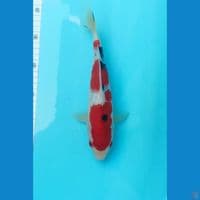 sanke 26 cm 