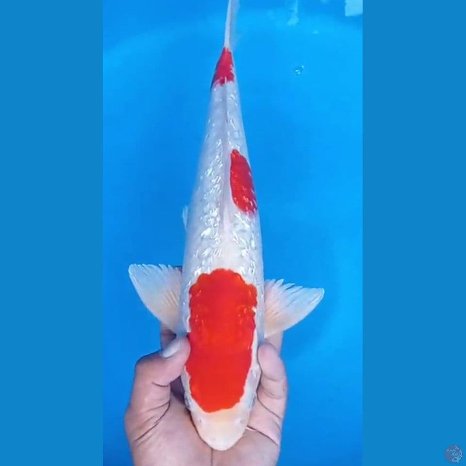 kohaku ginrin 43cm