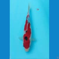 sanke 24 cm
