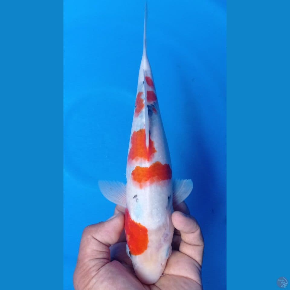 sanke 30 cm