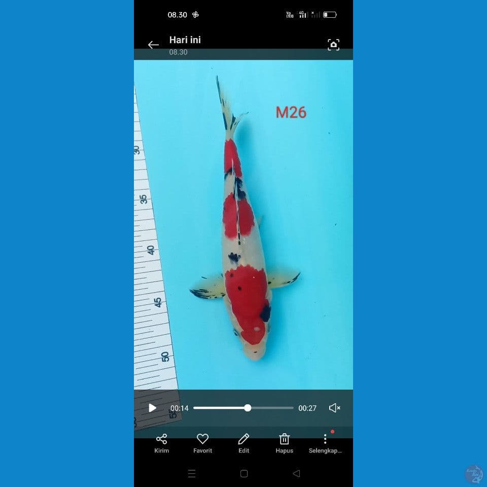 sanke 26 cm