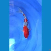 ReD Goshiki 31cm