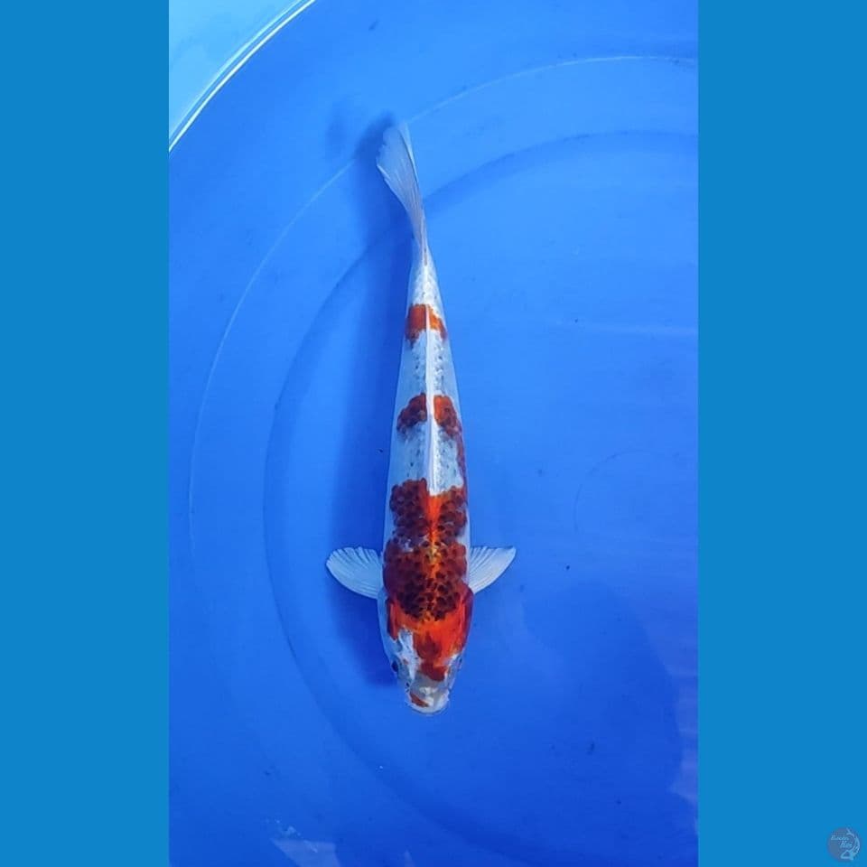 Kujaku 27cm