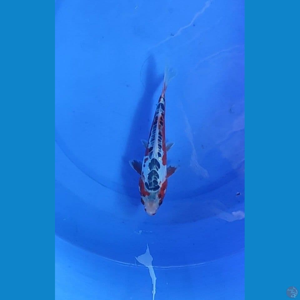 Shusui 22cm