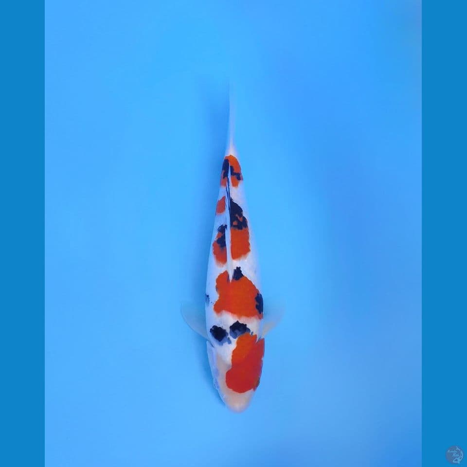 sanke halus 36cm F