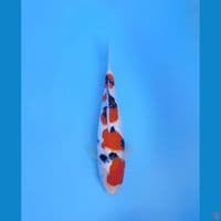 sanke halus 36cm F