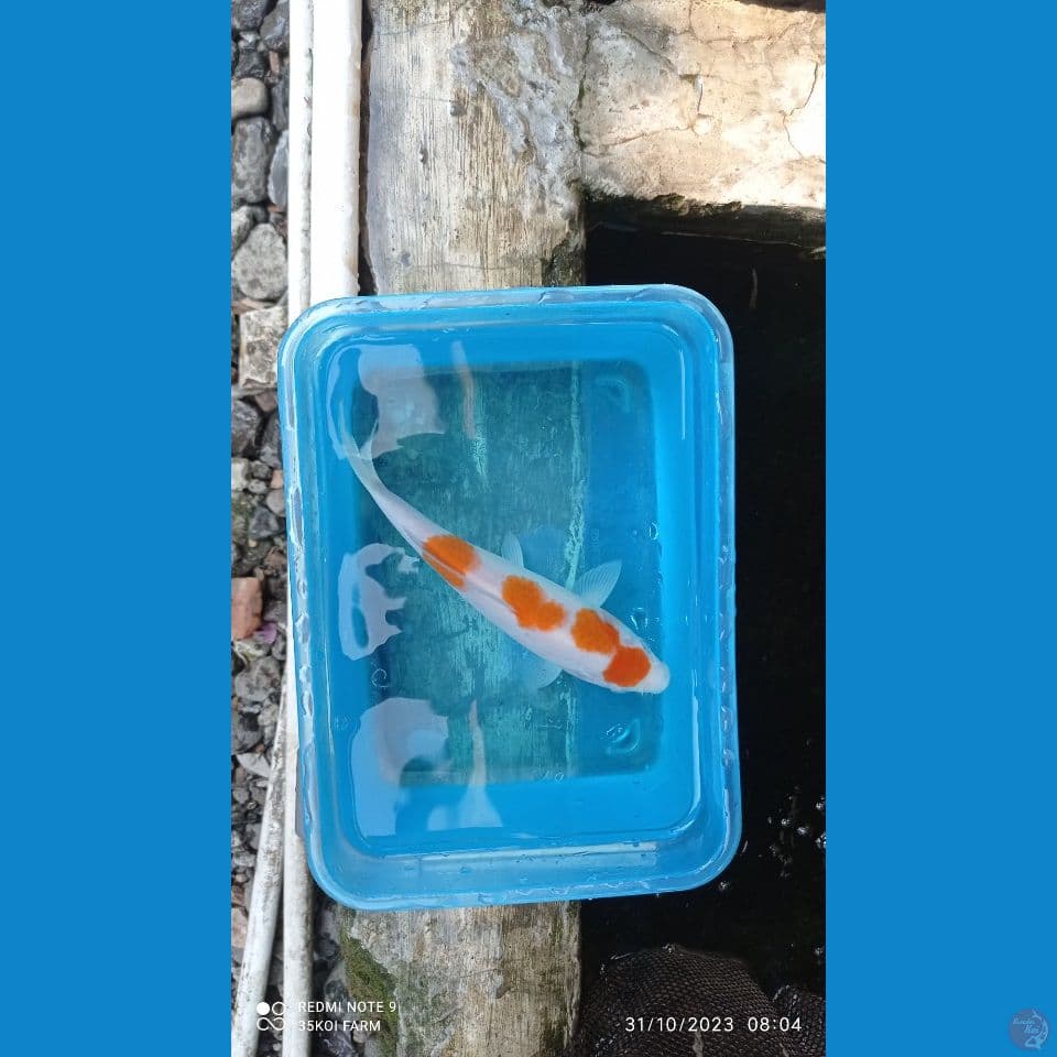 maruten kohaku