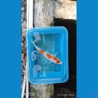 maruten kohaku