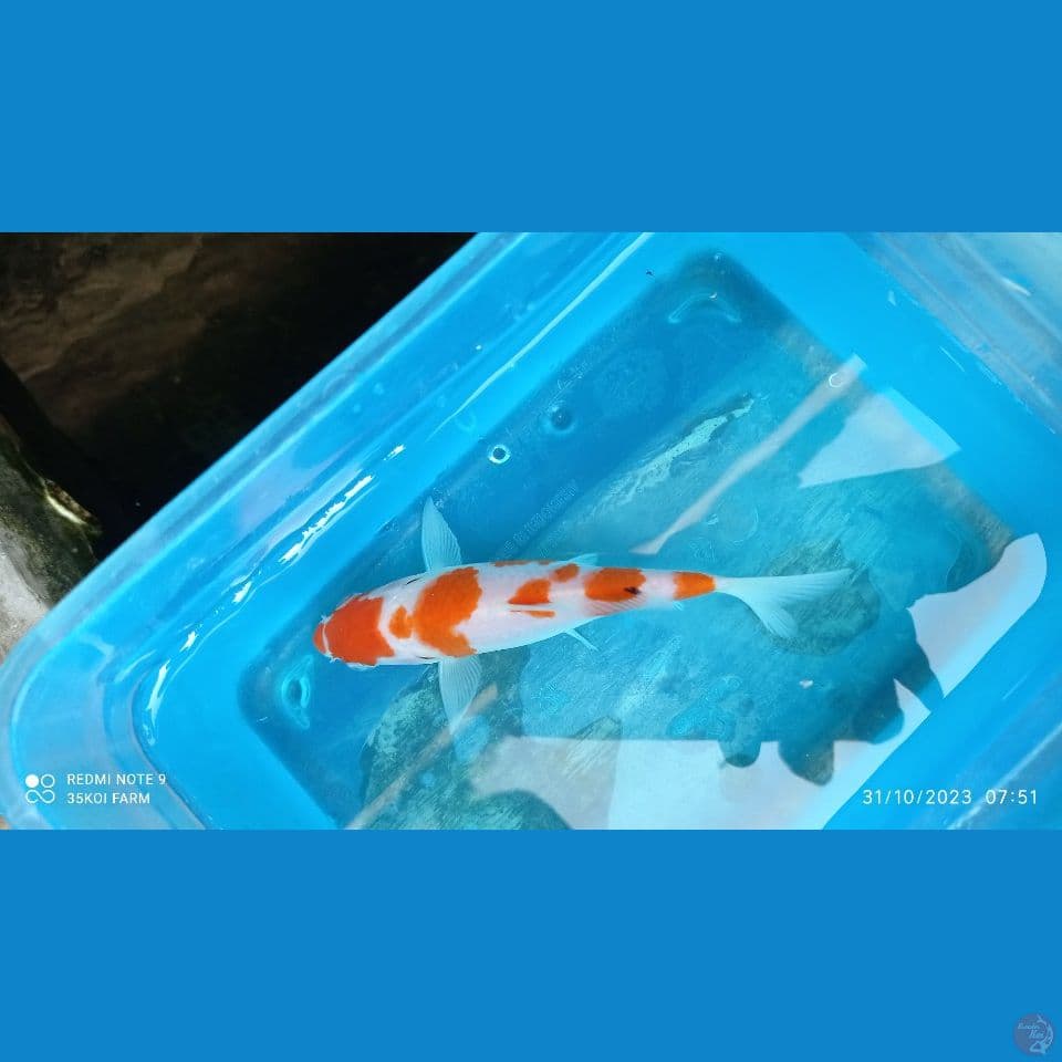 kucibeni 