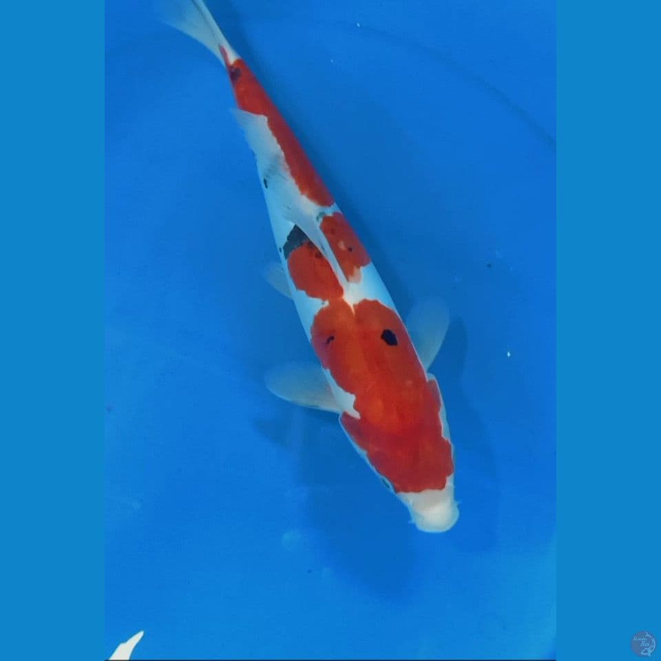 showa doitsu 30 cm F