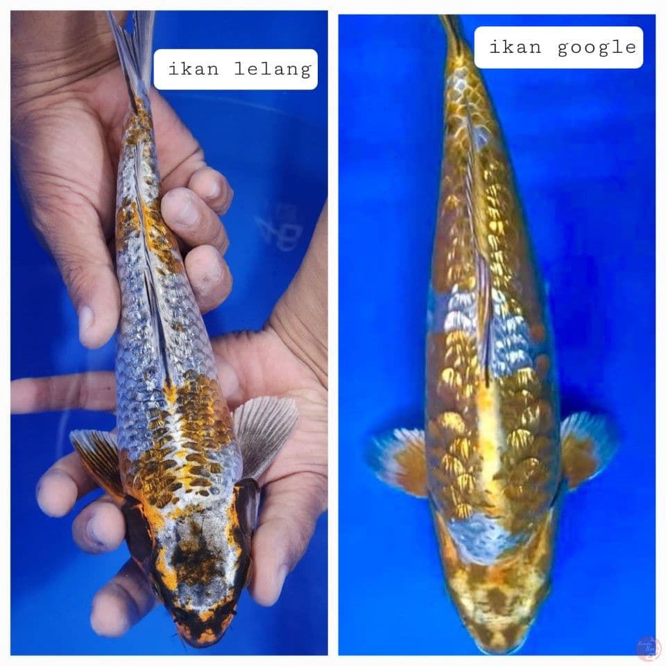 27cm antikan ginrin
