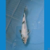 tategoi 18cm