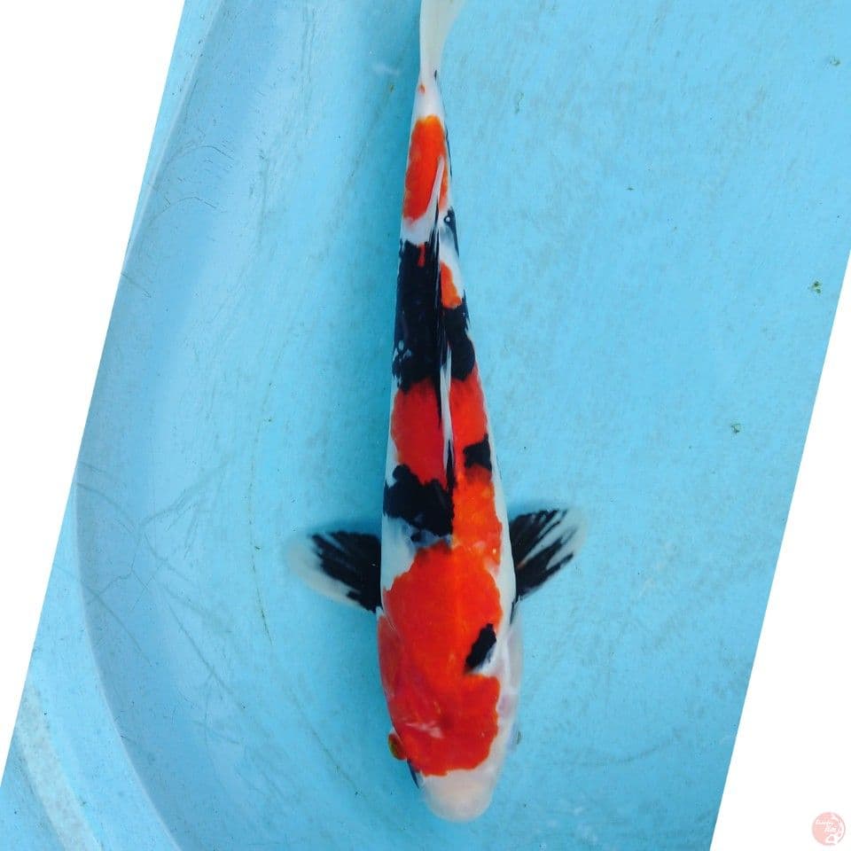 SHOWA 36 CM