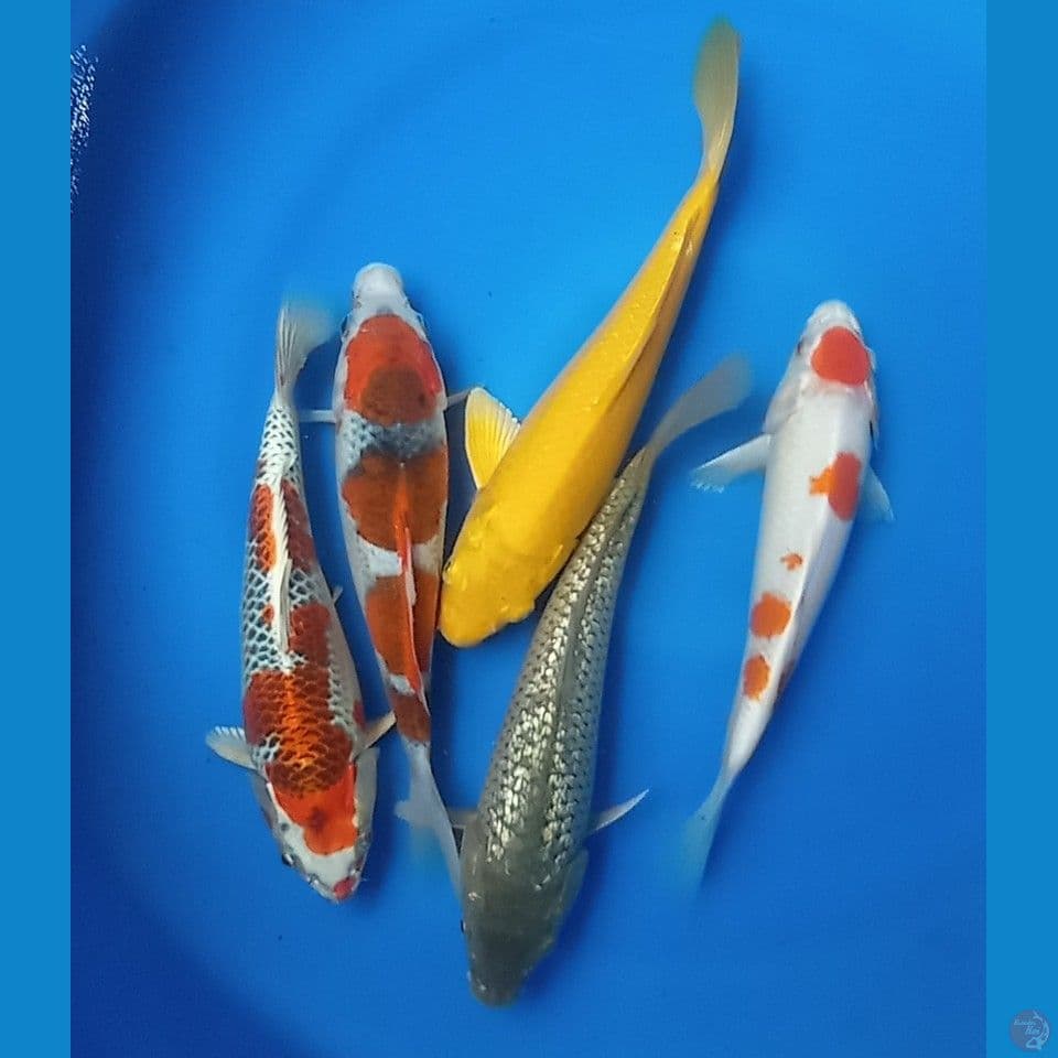 mix 25,27'30cm