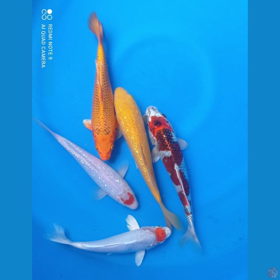 mix 25,27cm