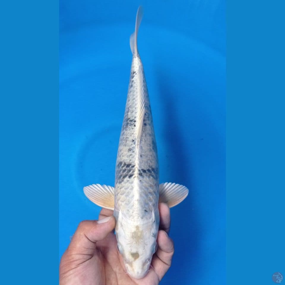 kawarimono 36cm