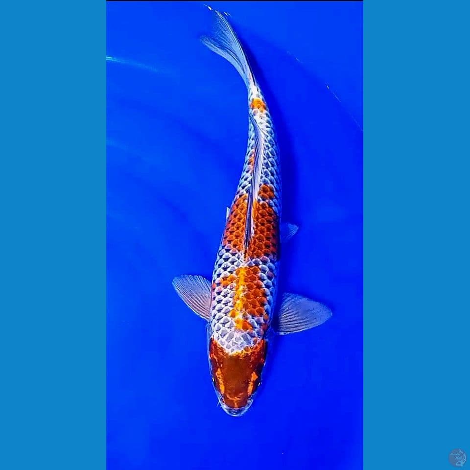 40 cm kogane ochiba .male