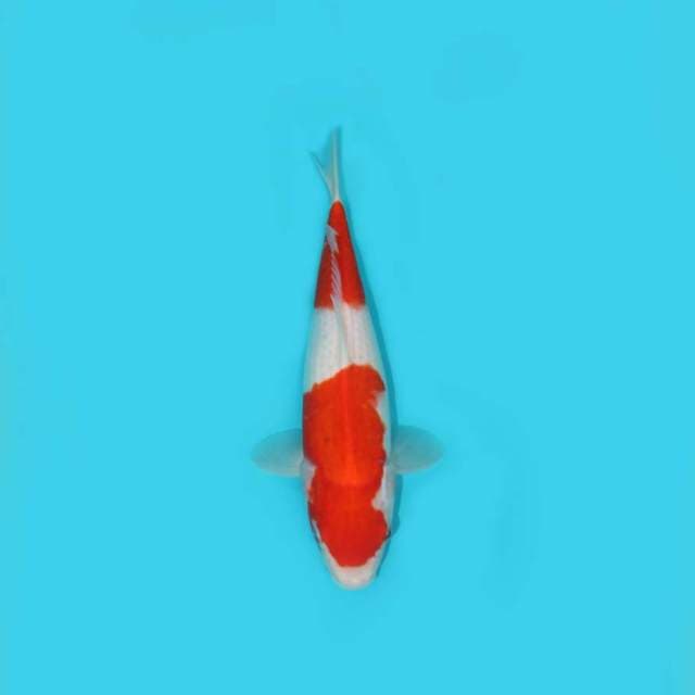 YG_KOHAKU_30 CM