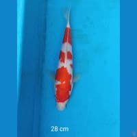 kohaku 28 cm