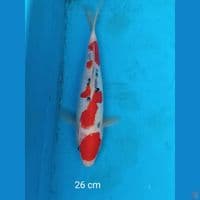 doitsu sanke 26 cm