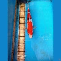 sanke 28 cm