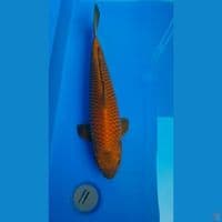 cagoi tembaga khusnul 51 cm ring istimewa