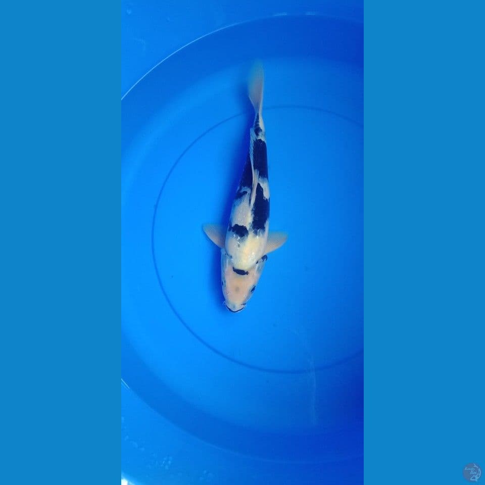 siro male hitam pekat 33cm