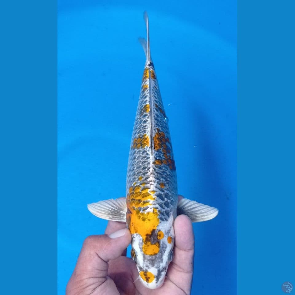 kirin kujaku 29cm