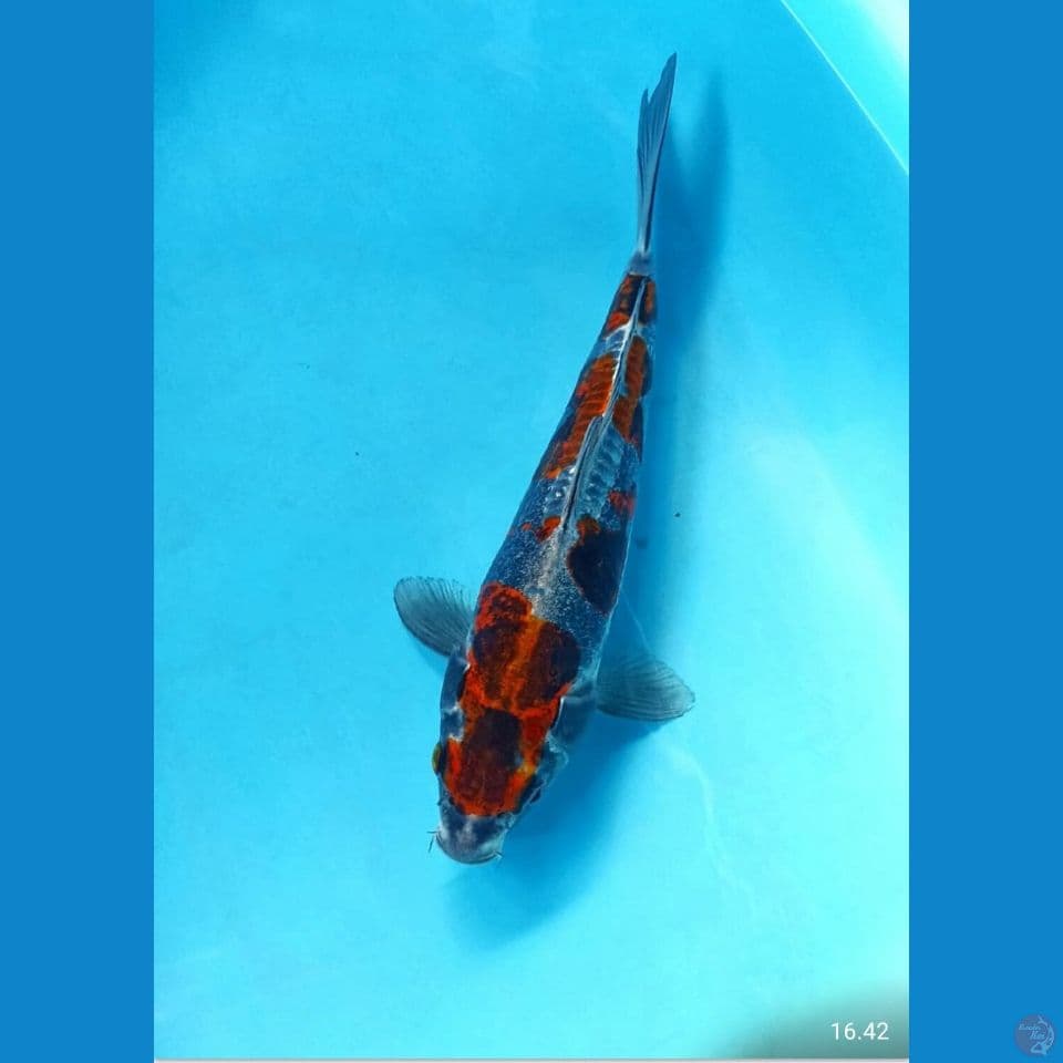 Ochiba doit 30cm